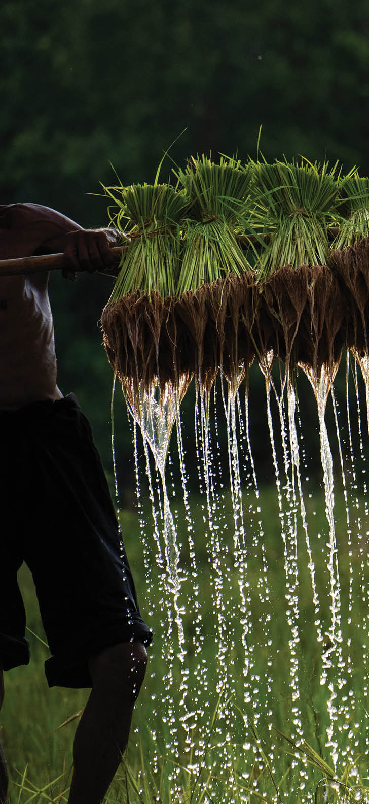 The water flowing from the roots of the rice plants forms a beautiful natural pattern.